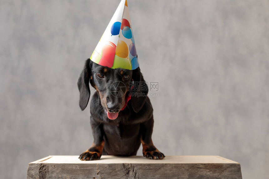 穿着生日帽子坐在木板上的漂亮泰克勒小狗好奇在灰色工作室背景下究竟图片