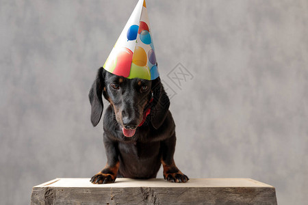 穿着生日帽子坐在木板上的漂亮泰克勒小狗好奇在灰色工作室背景下究竟背景