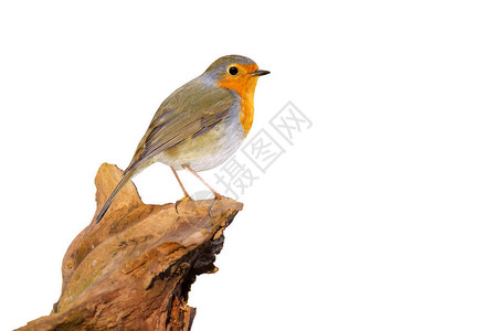 可爱的小鸟孤立的欧洲小鸟Robi图片