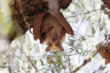 埃塞俄比亚北部一棵树上带着一个孩子的雌肩章果蝠高清图片