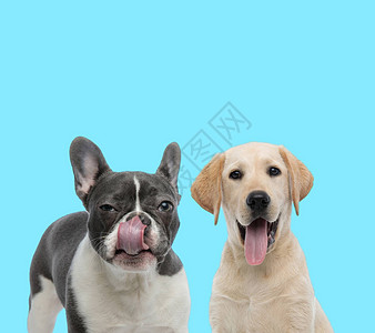 吉祥的法国斗牛犬舔鼻子和滑稽的拉布多犬在背景图片