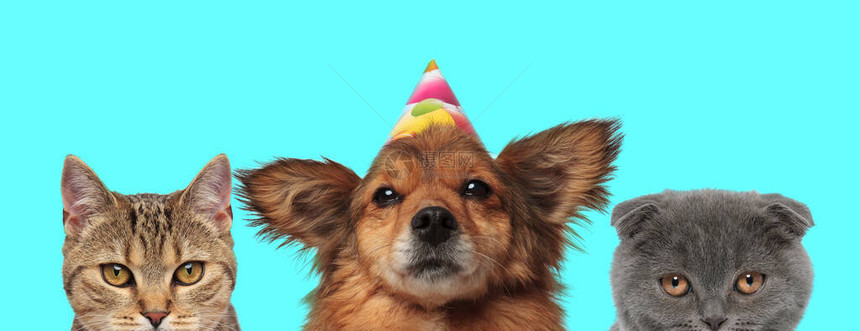 可爱的梅蒂斯狗戴着一个生日帽子在一只梅蒂斯猫和蓝黑地上的苏格兰f图片
