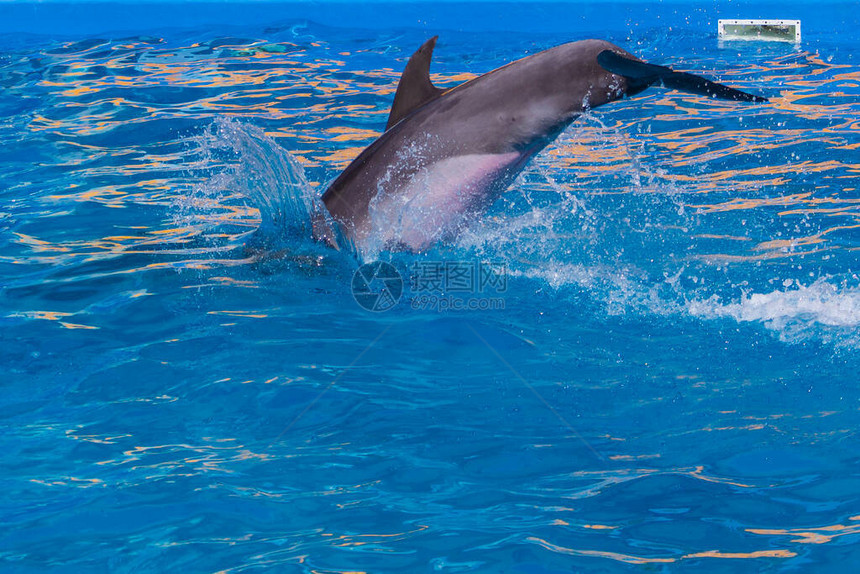 海豚在水中潜水的背面图片