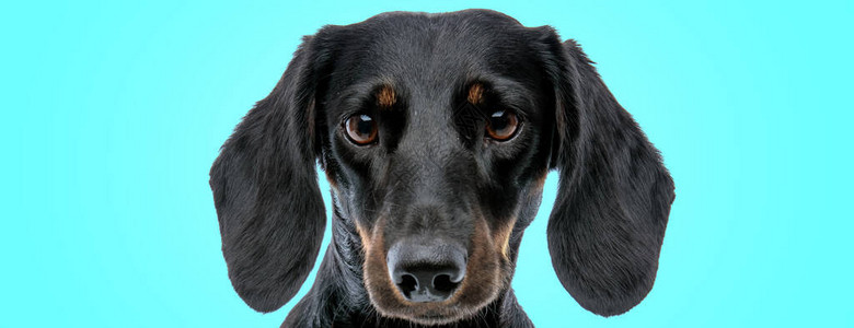 可爱的小泰克尔达克斯猎犬小狗在蓝色背景中图片