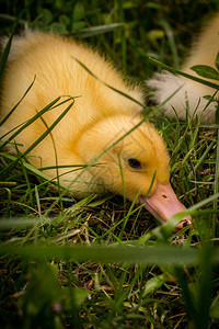 草地上玩耍的小鸭子图片