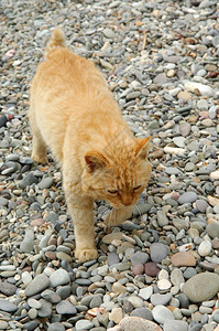 条纹姜猫在石地上图片