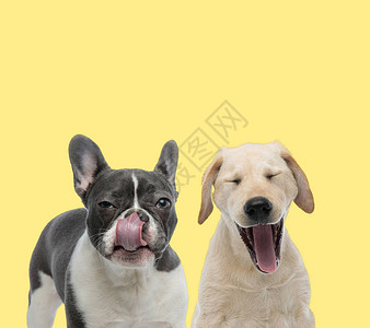 可爱的法国斗牛犬在黄色背景上打哈欠困倦的拉布多图片