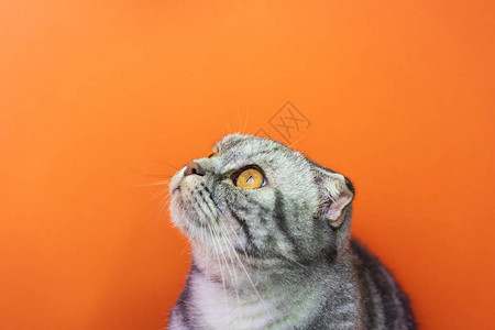 橙色背景上有黄色眼睛的灰色条纹苏格兰折耳猫特写肖像文本的地方关爱宠物图片