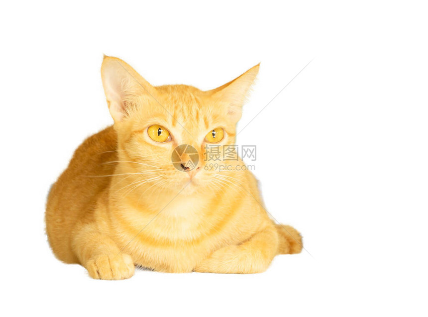 黄色猫咪躺着的肖像图片