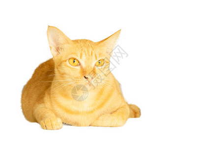 黄色猫咪躺着的肖像图片