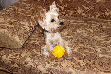 约克郡的泰瑞尔在家沙发上玩黄球图片