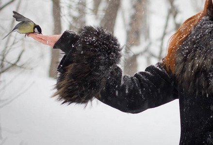 女孩在冬天用手喂山雀图片