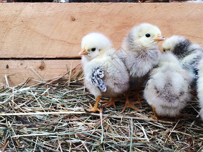 可爱的毛茸的新生鸡在木箱里的稻草上农场生活方式可爱的小图片