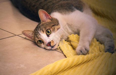 美丽健康的小猫用黄色毛巾图片