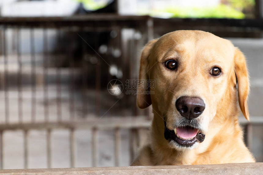 棕金色猎犬站在笼子旁边等着图片