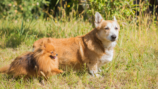 适合散步的柯基犬品种狗的生活宠物图片