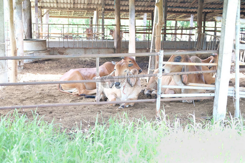 牛在农场的牛棚里牧场农田图片