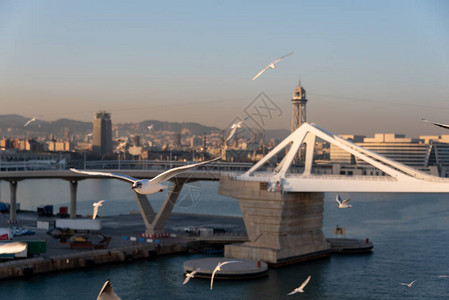 巴塞罗那海港景观与海鸥图片