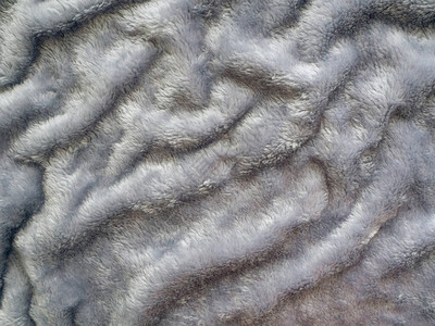 有小堆灰毛的灰皮在表面波浪中图片