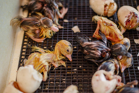 小鸭子在孵化器中从鸡蛋中孵化出来家禽养殖农图片