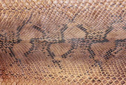 蛇的皮肤结构自然图片