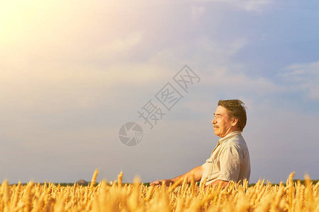 满意的成熟农民在收割前小心地触摸其成熟麦田图片