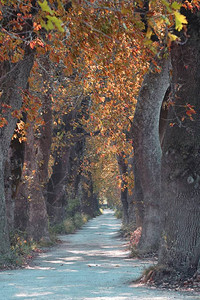 在两边森林和木的深处以秋色最美的树状泥背景图片