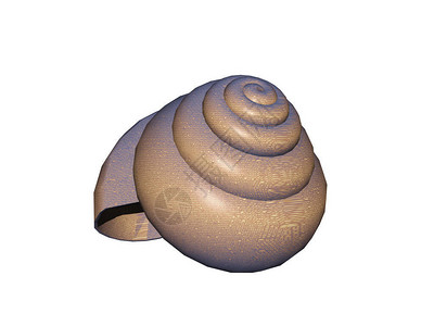 美丽的蜗牛壳有很多圈背景图片