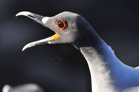加拉帕戈斯岛的鸟图片