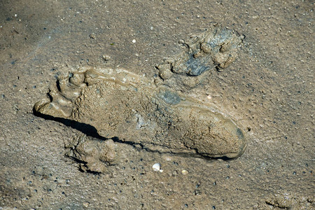 瓦登海的人类足迹图片