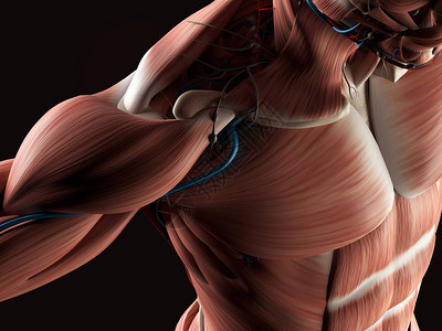 男躯体的肌肉解剖插图图片