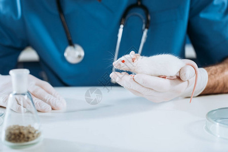戴着乳胶手套的兽医拿着白老鼠的剪影图片