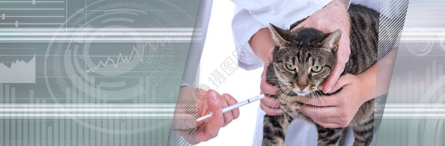 在兽医诊所向一只猫提供药物的兽医图片
