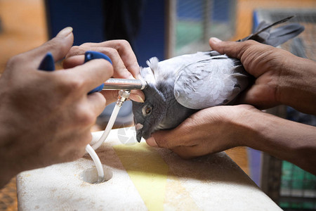 鸽子脖上的疫苗治疗图片