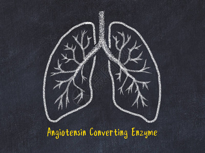 学习医学概念肺部切片绘画刻有动脉图片