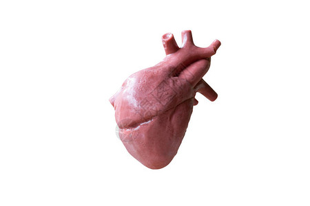 人类心脏解剖模型孤图片