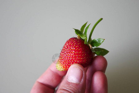 草莓果实对人体健康的好处草莓果实图片