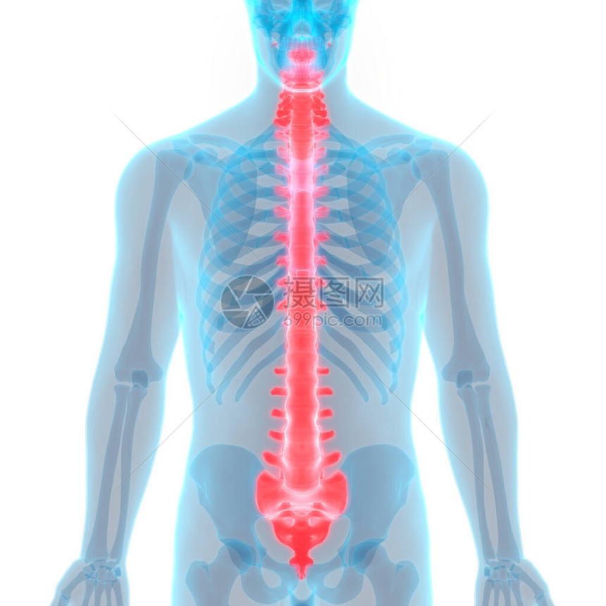 人体脊髓的3D插图图片