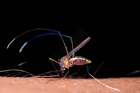 蚊虫咬人的皮肤图片