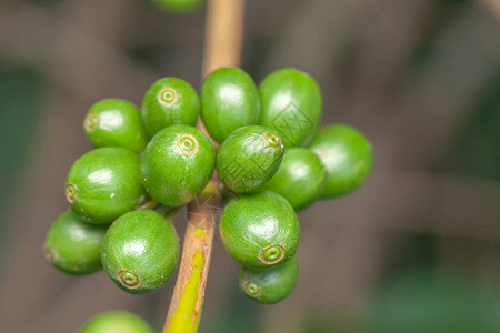 咖啡豆绿色水果特写不成熟背景图片
