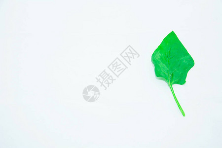 浅色背景中的新鲜绿色菠菜叶背景图片