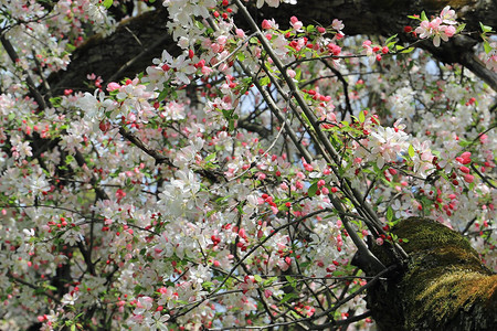 白天开花的海棠树特写图片