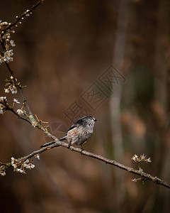 长尾鸟AegithalosCaudatus在春阳光树图片