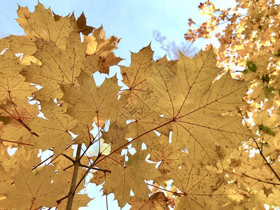 黄色枫叶在秋天的森林里映衬着蓝天公园里一棵树叶泛黄的树一部分大图片