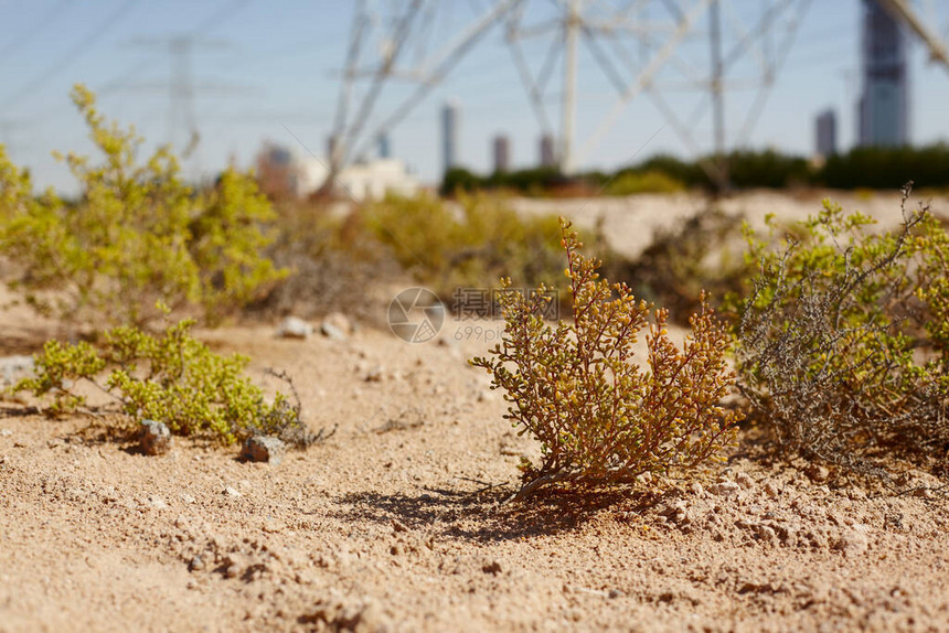 沙漠中生长的灌图片
