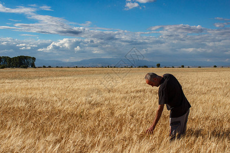 小麦田里的农民图片
