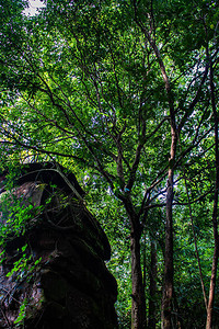 泰国汶干普辛格公园绿色树叶覆盖的山边图片