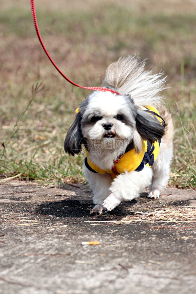 西施犬在花园里散步图片