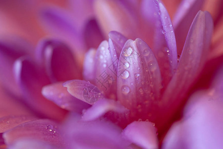 粉红色菊花瓣上水滴的近景图片