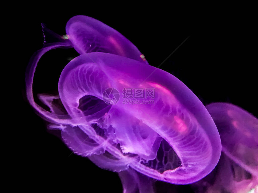 黑色背景的明亮紫色水母内膜是可见图片